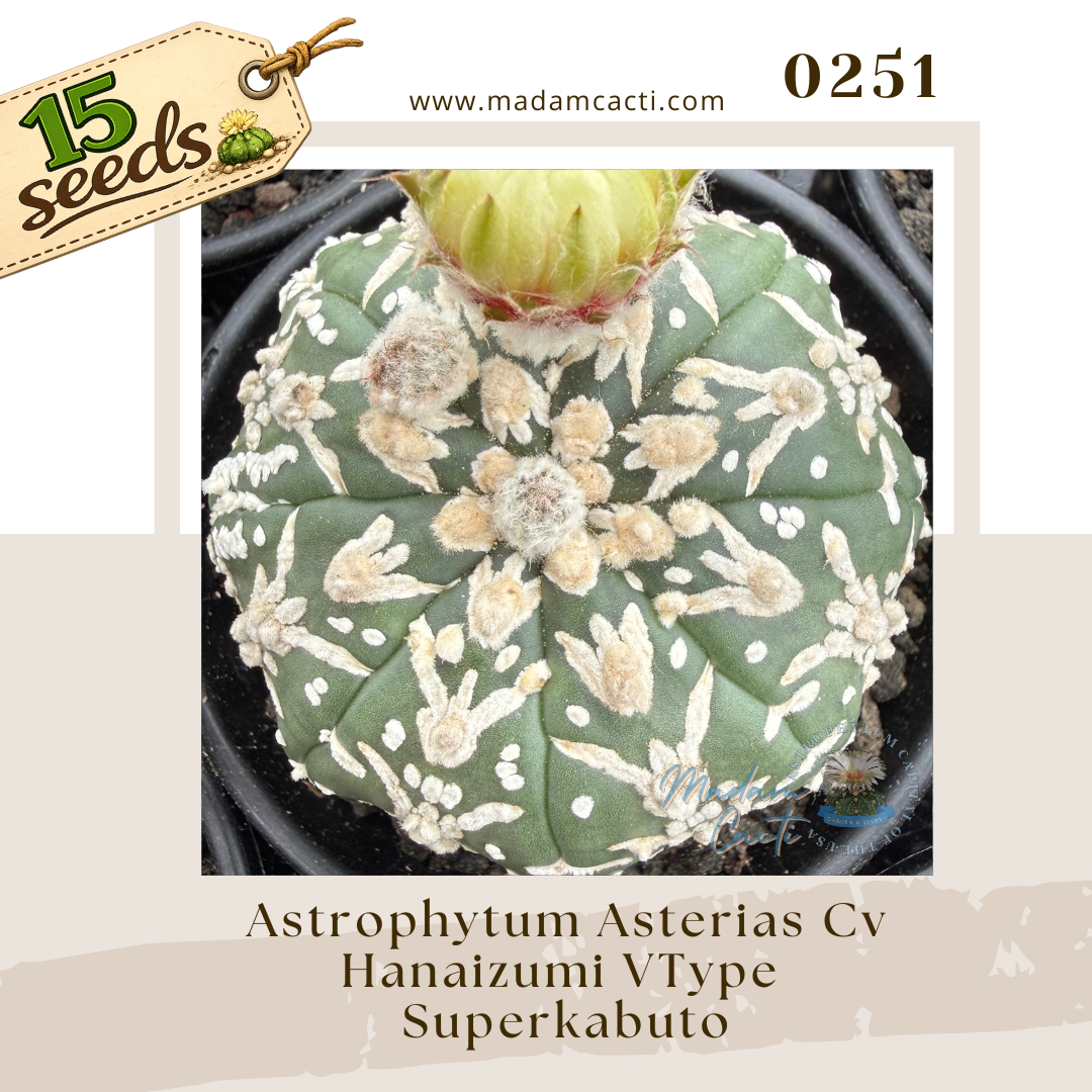 0251 – Astrophytum Asterias Cv. Hanaizumi V-Type Superkabuto (15 Seeds)