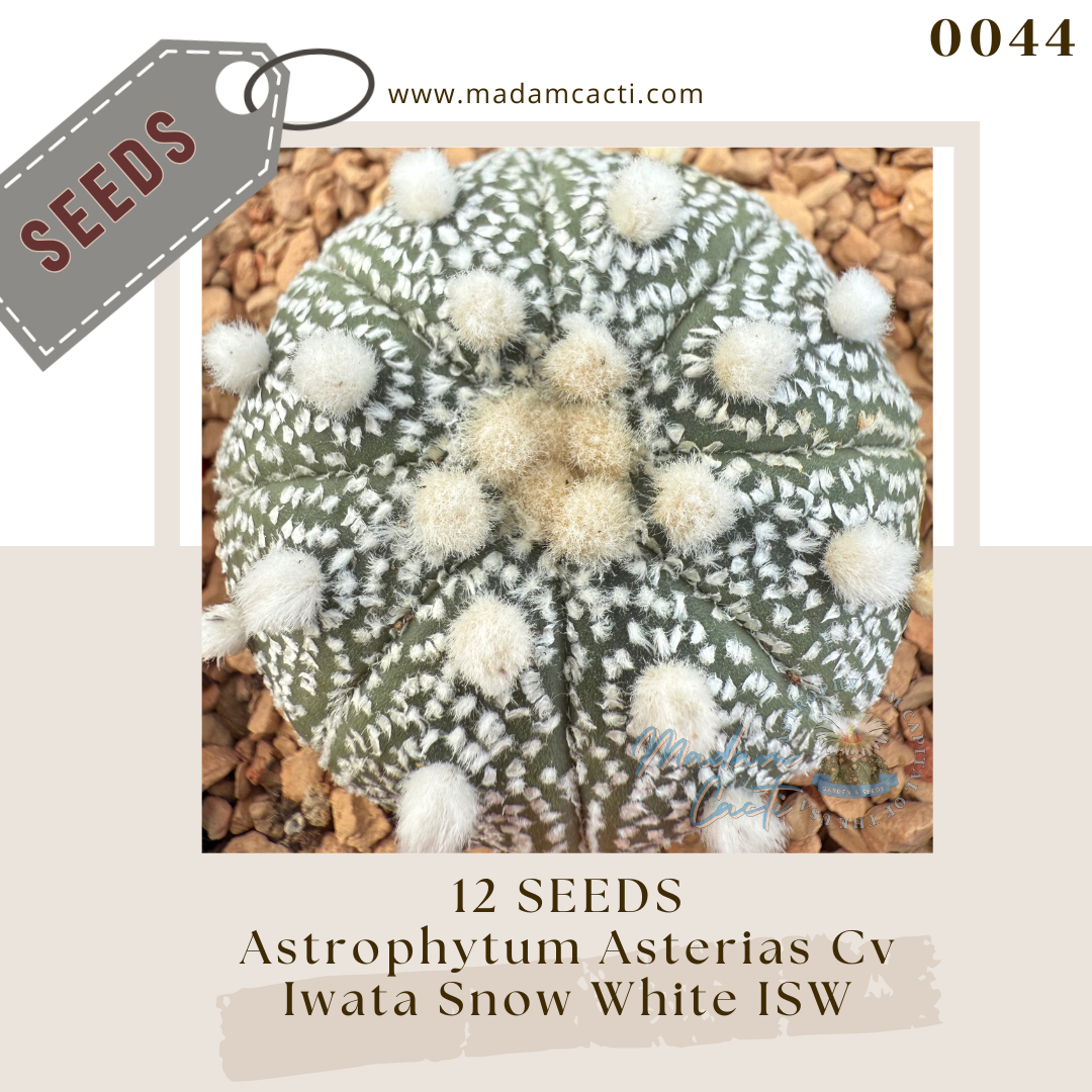 0044 A. Asterias Cv Iwata Snow White ISW  (12 Seeds)