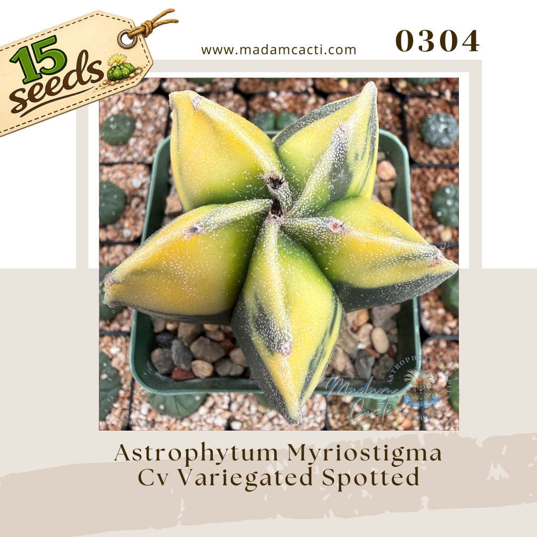 0304 – Astrophytum Myriostigma Cv. Variegated Spotted (15 Seeds)