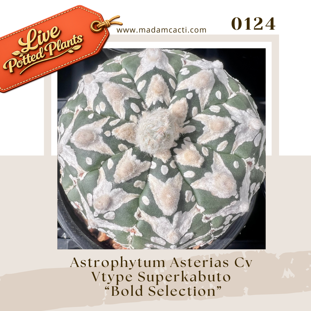 0124 – Astrophytum Asterias Cv Vtype Superkabuto “Bold Selection”