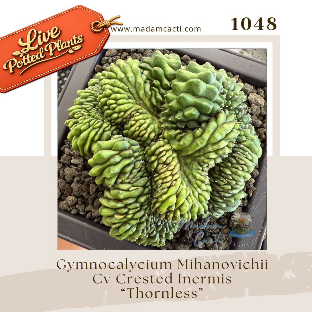 1048 – Gymnocalycium Mihanovichii Cv. Crested Inermis “Thornless”
