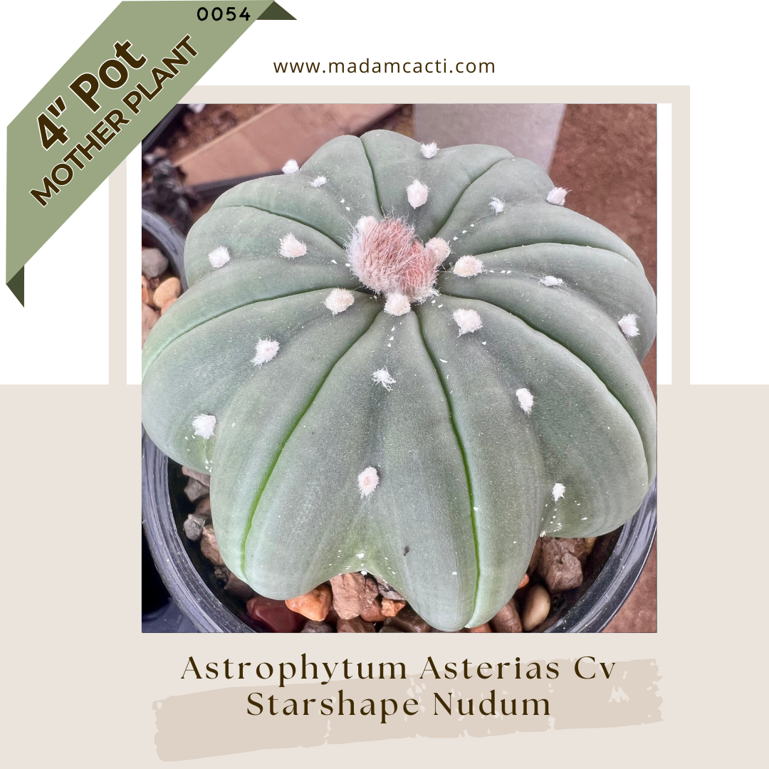 0054C  - Astrophytum Asterias Starshape Nudum 4'' Pot
