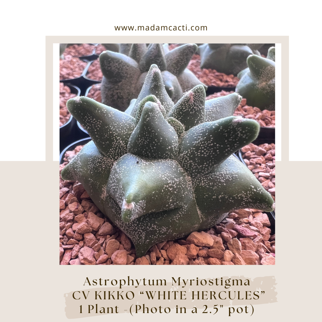 A. Myriostigma Cv Kikko "White Hercules"