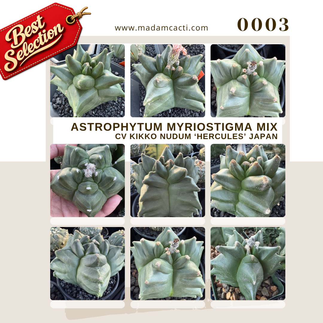0003 – Astrophytum Myriostigma Cv. Kikko Nudum ‘Hercules’ Japan Seed Mix