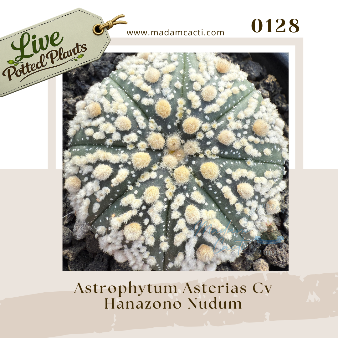 0128 – Astrophytum Asterias Cv. Hanazono Nudum Live Potted Plant