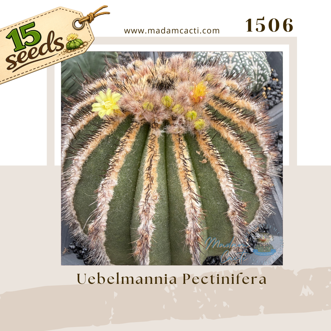 1506 – Uebelmannia Pectinifera (15 Seeds)