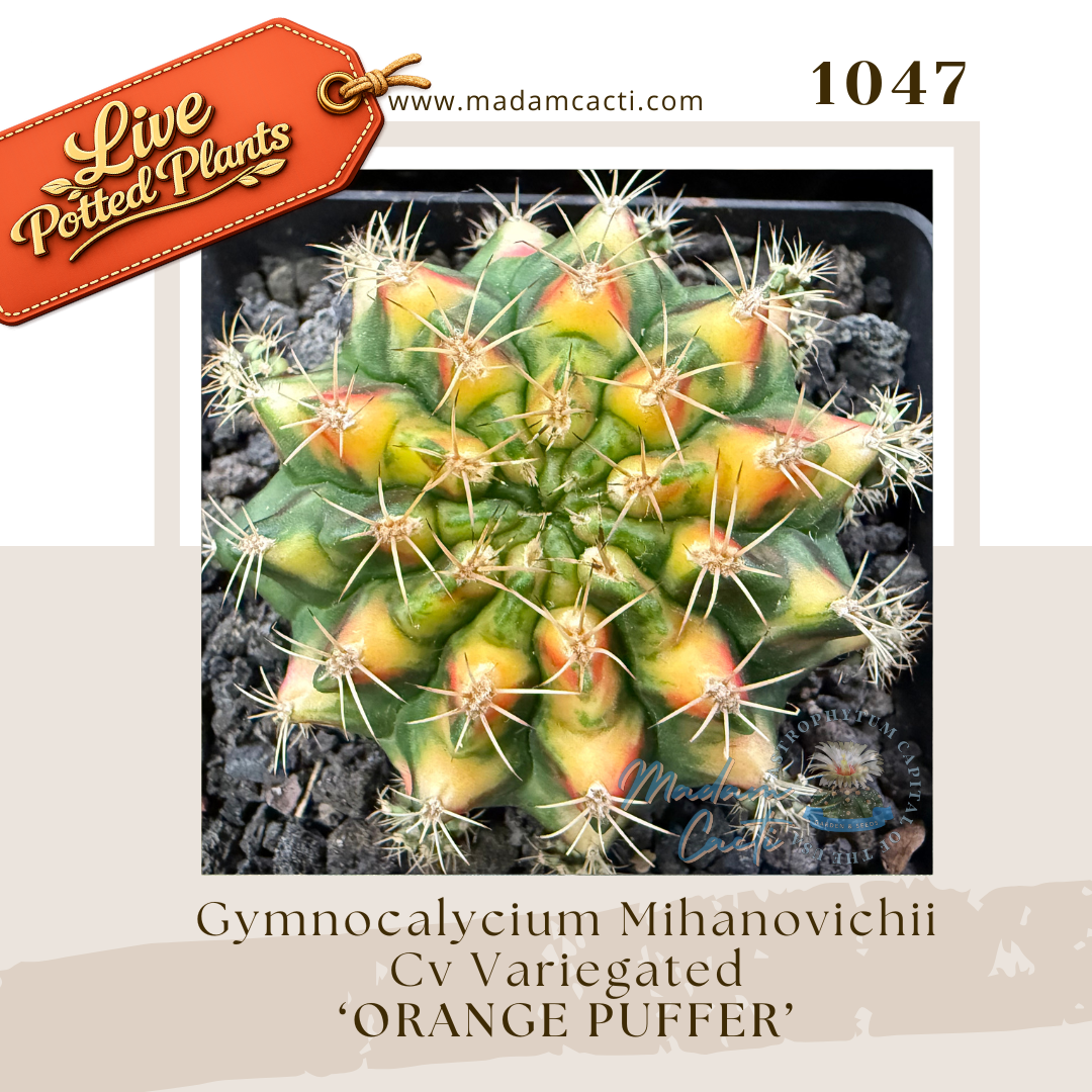 1047 – Gymnocalycium Mihanovichii Cv. Variegated 'Orange Puffer'