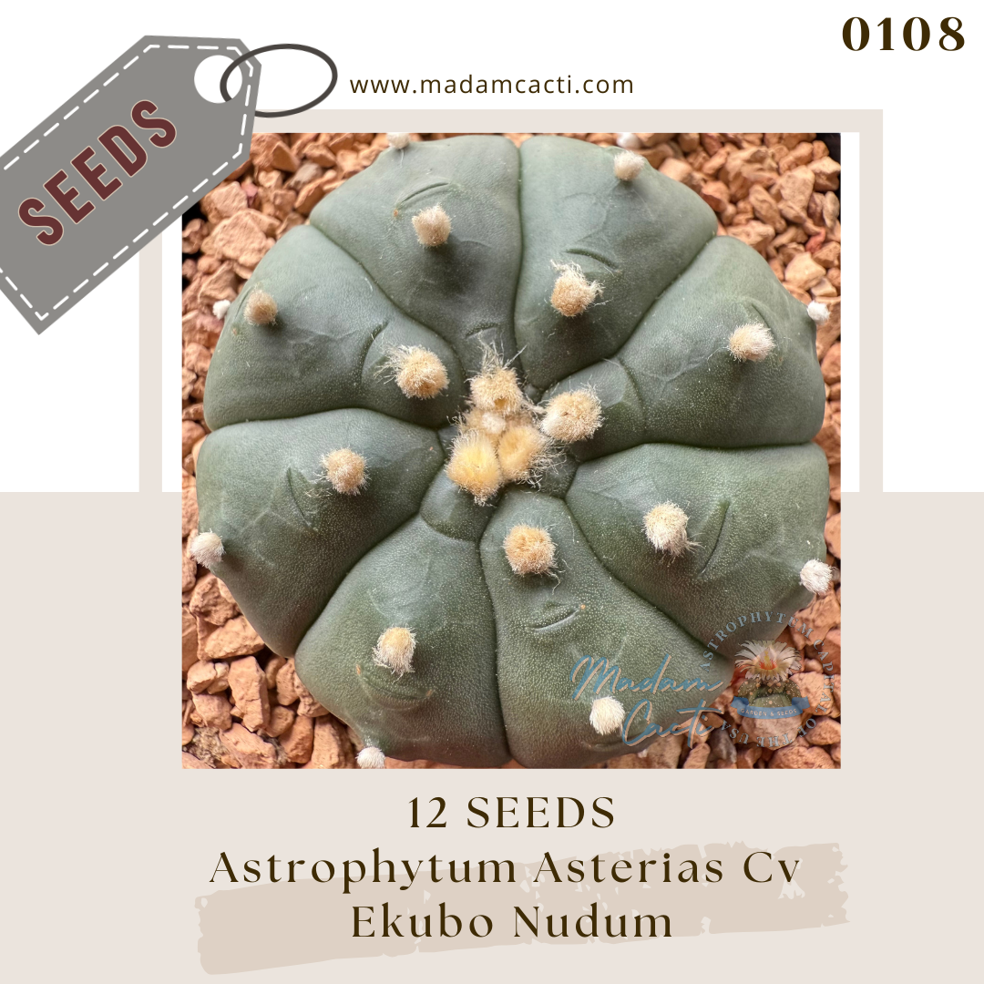 Seeds (47).png