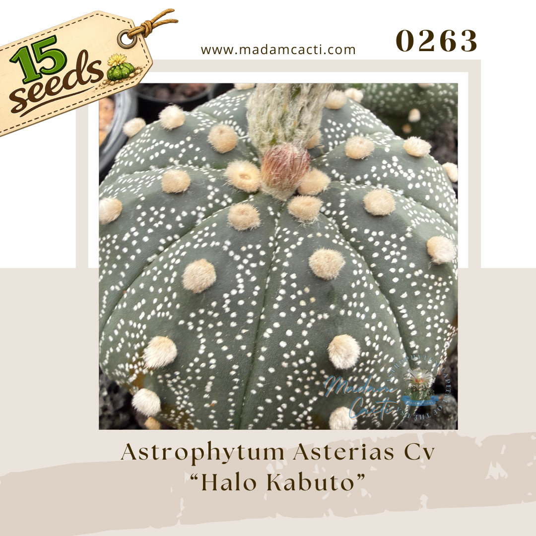 Seed Listing - ASTERIAS (61).png