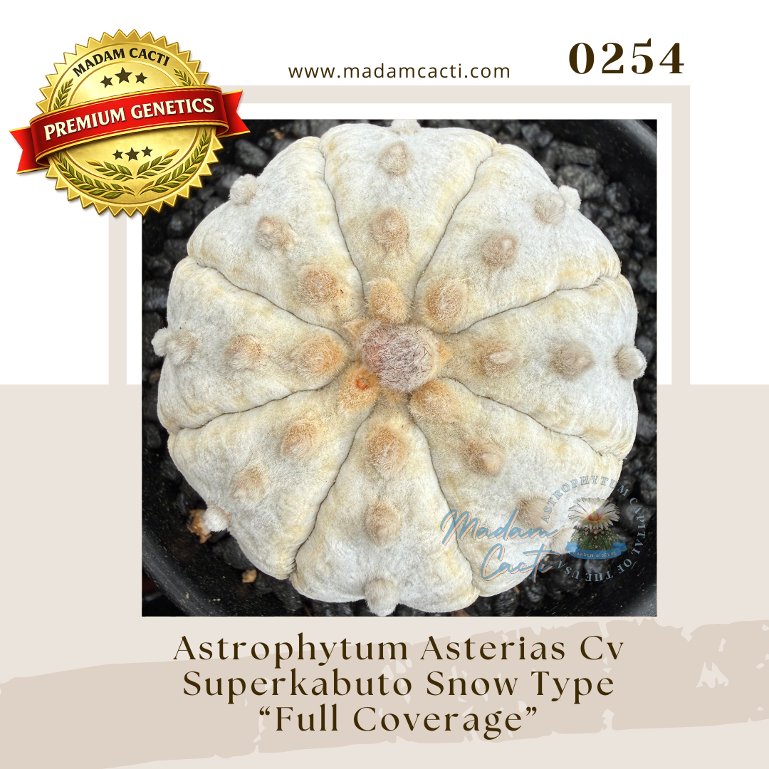 0254 – Astrophytum Asterias Cv. Superkabuto Snow Type “Full Coverage” (15 Seeds)