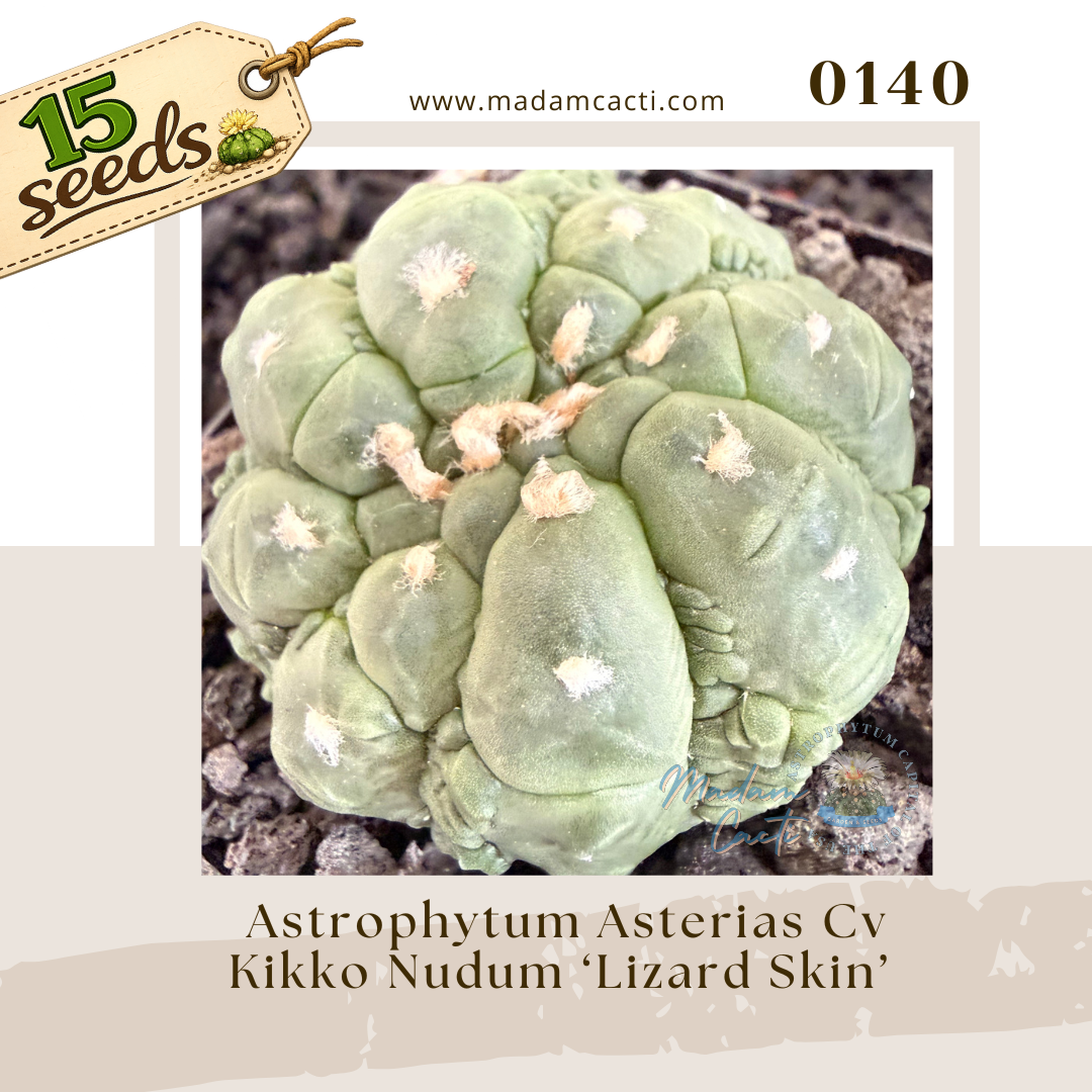 0140 – Astrophytum Asterias Cv. Kikko Nudum 'Lizard Skin' (15 Seeds)