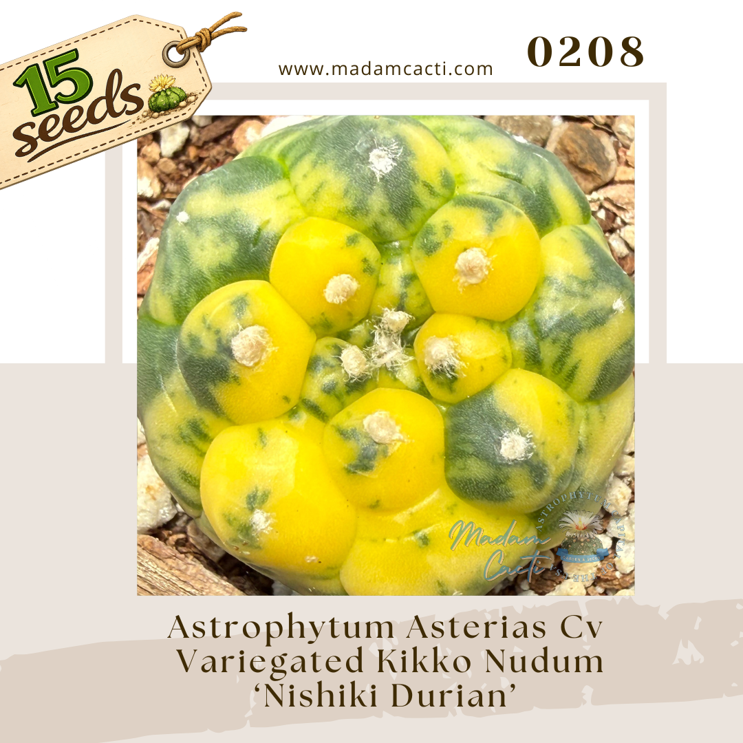 Seed Listing - ASTERIAS (5).png
