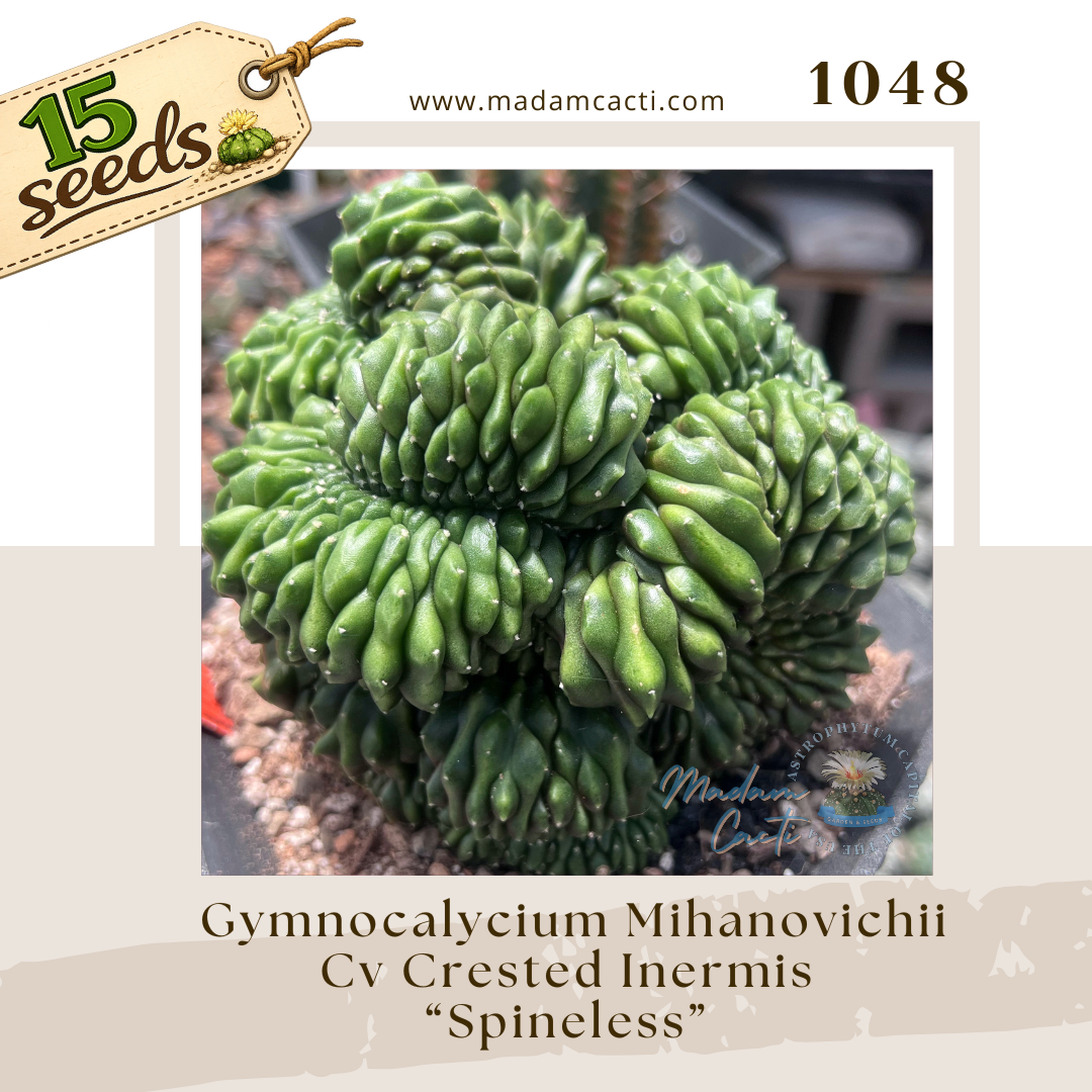 1048 – Gymnocalycium mihanovichii Cv. Crested Inermis (15 Seeds)