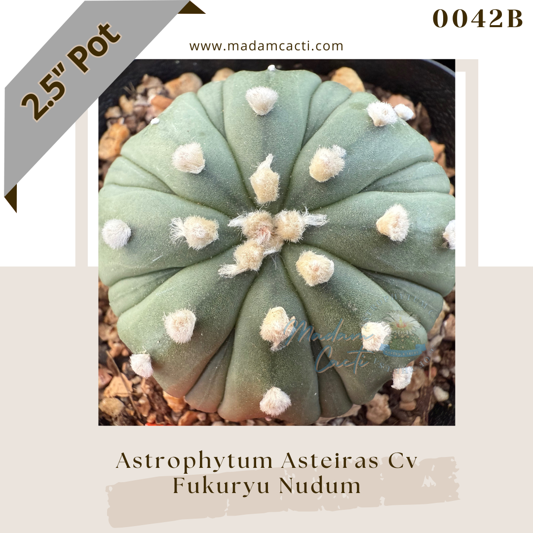 0042B – Astrophytum Asterias Fukuryu Nudum 2.5'' Pot