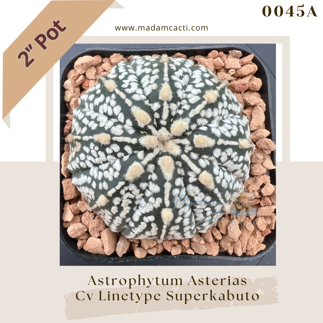 0045A – Astrophytum Asterias Superkabuto Linetype 2'' Pot