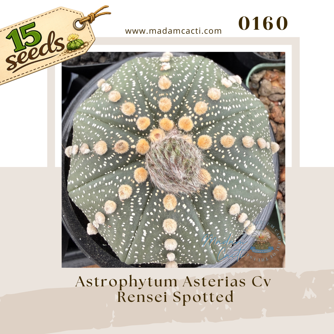 0160 – Astrophytum Asterias Cv. Rensei Spotted (15 Seeds)