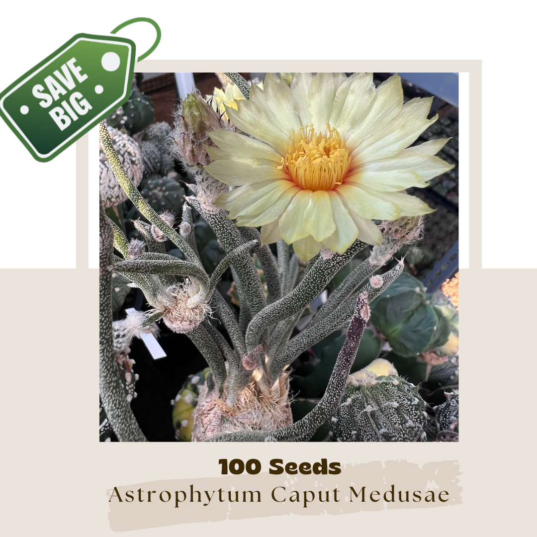 Astrophytum Caput Medusae (Bulk 100's) 0081 — Madam Cacti