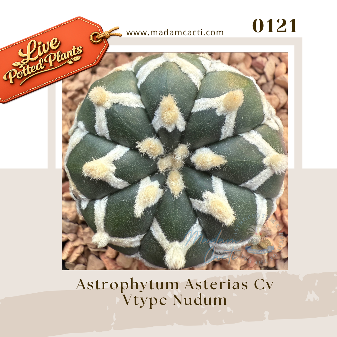0121 – Astrophytum Asterias Cv Vtype Nudum