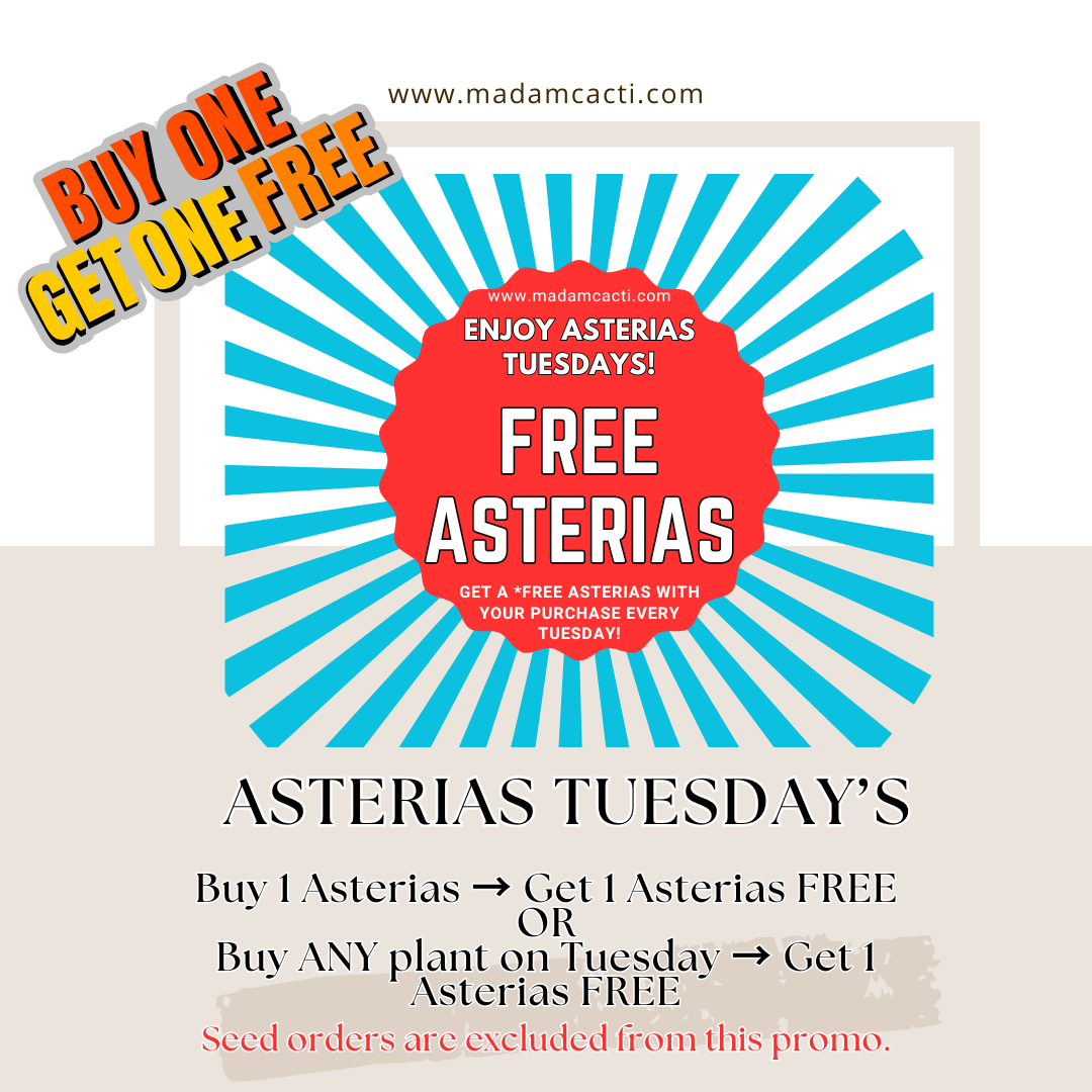 Asterias Tuesday (6).png