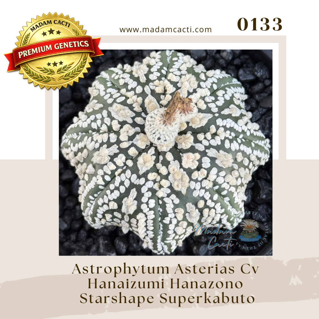 0133 – Astrophytum Asterias Cv. Hanaizumi Hanazono Starshape Superkabuto (15 Seeds)