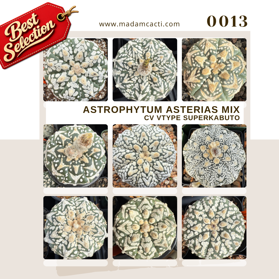 0013 – Astrophytum Asterias Cv. V-Type Superkabuto Seed Mix