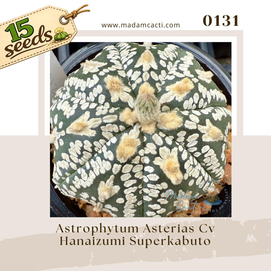 0131 – Astrophytum Asterias Cv. Hanaizumi Superkabuto (15 Seeds)
