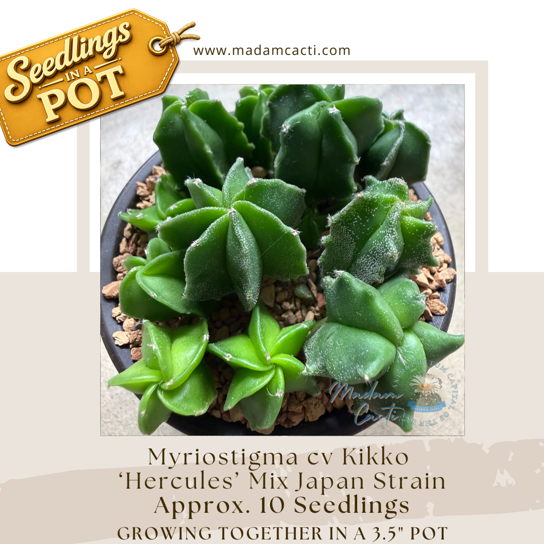 A. Myriostigma Cv. Kikko 'Hercules' Mix Japan Strain Seedlings in a Pot (Approx 10 Seedlings)