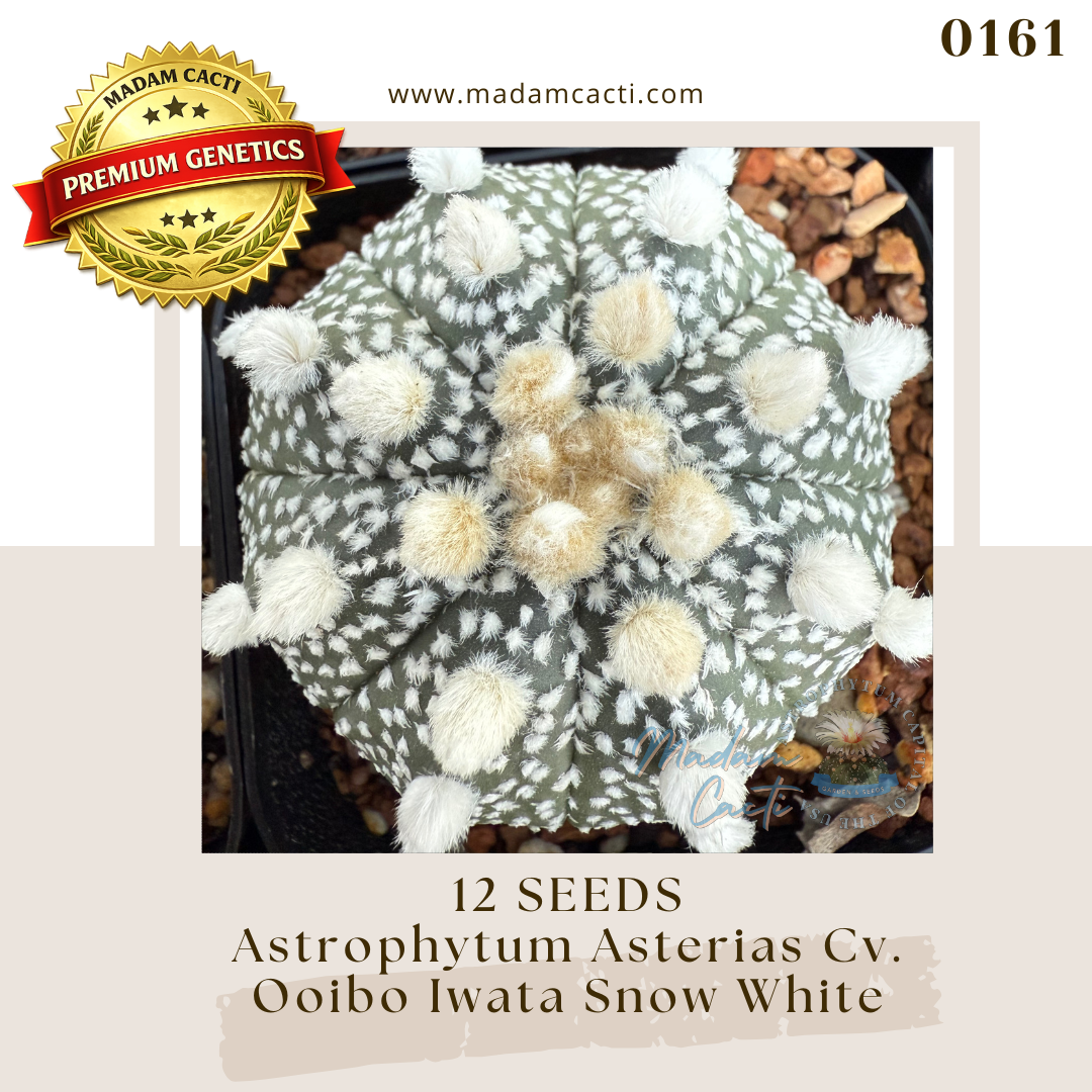 0161 Astrophytum Asterias Cv. Ooibo Iwata Snow White (12 Seeds)
