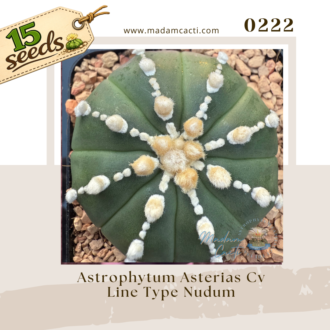 Seed Listing - ASTERIAS (66).png