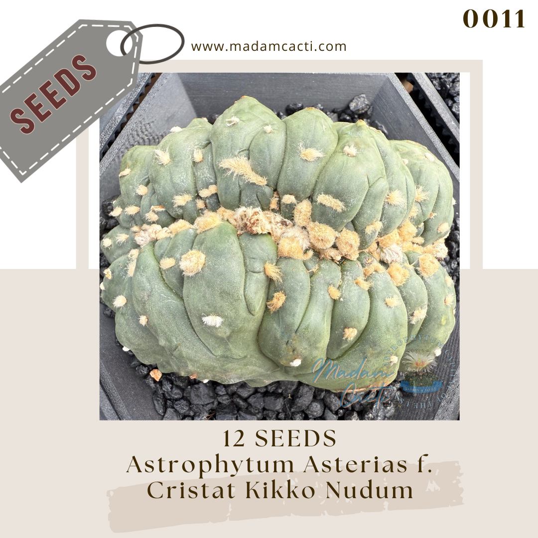 0011 Astrophytum Asterias f. Cristata Kikko Nudum  (12 Seeds)