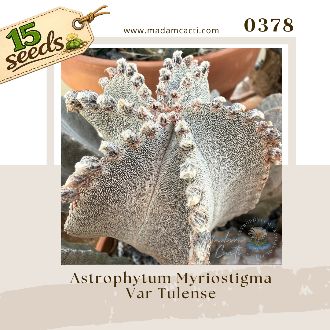 0378 – Astrophytum Myriostigma Var. Tulense (15 Seeds)