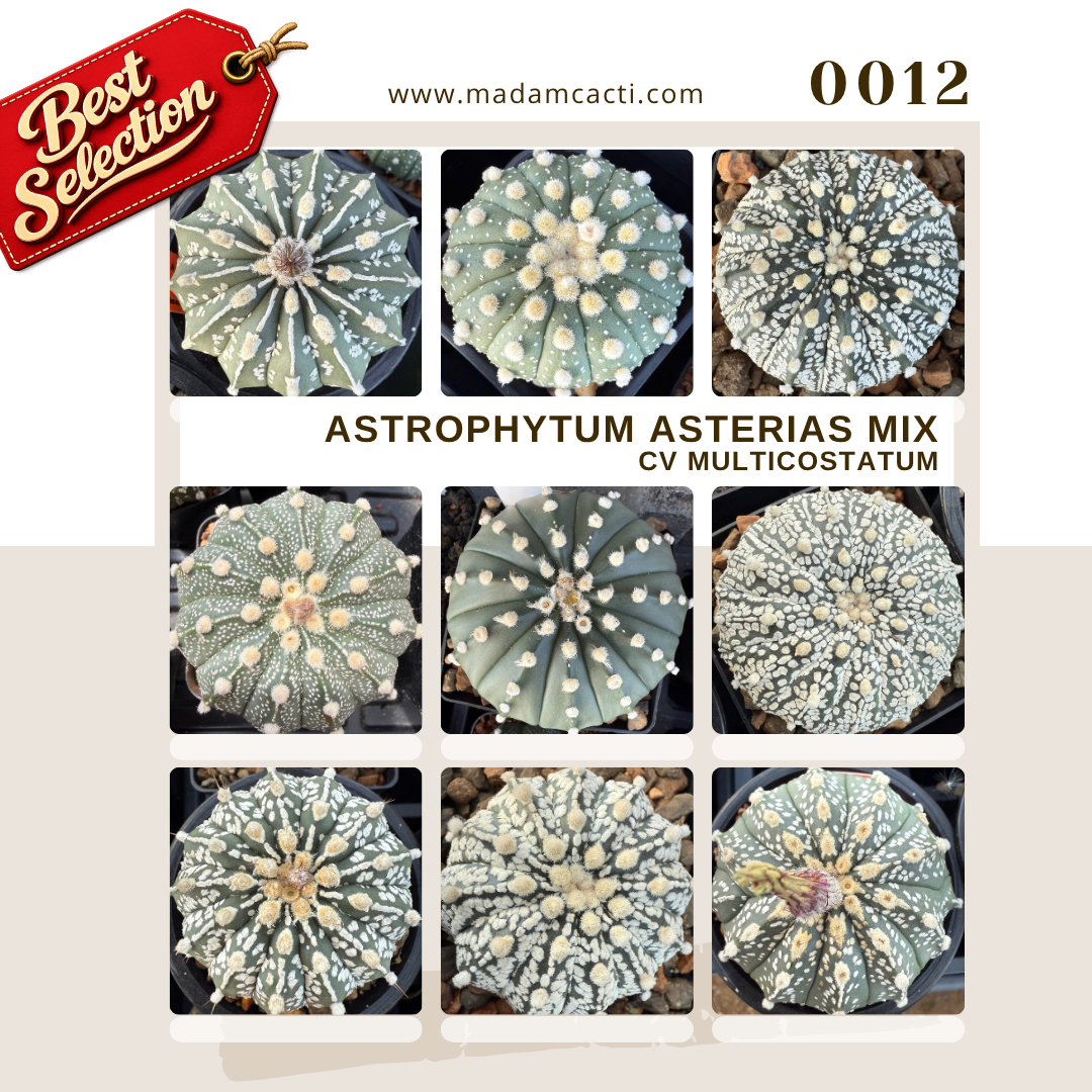SEED MIXES (18).png