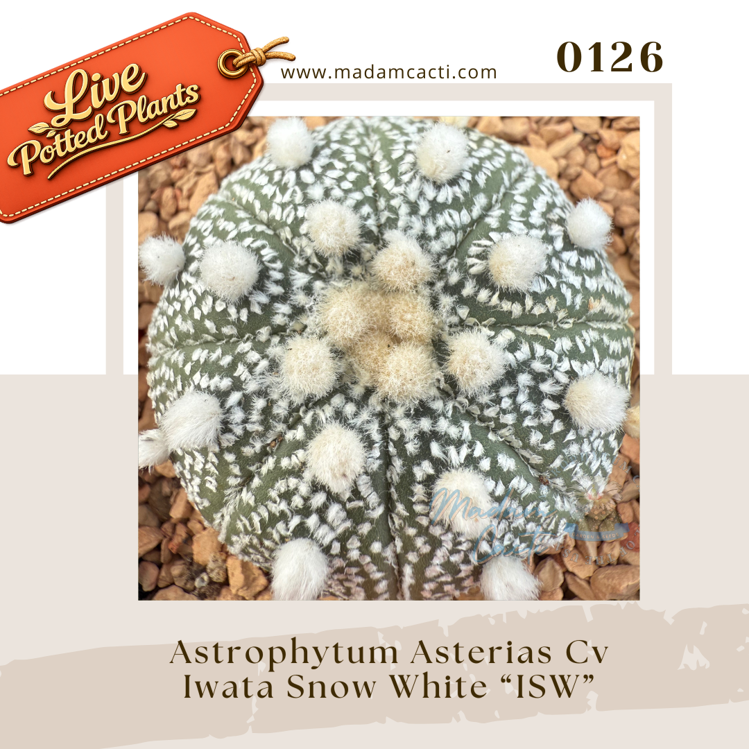 0126 – Astrophytum Asterias Cv. Iwata Snow White “ISW”