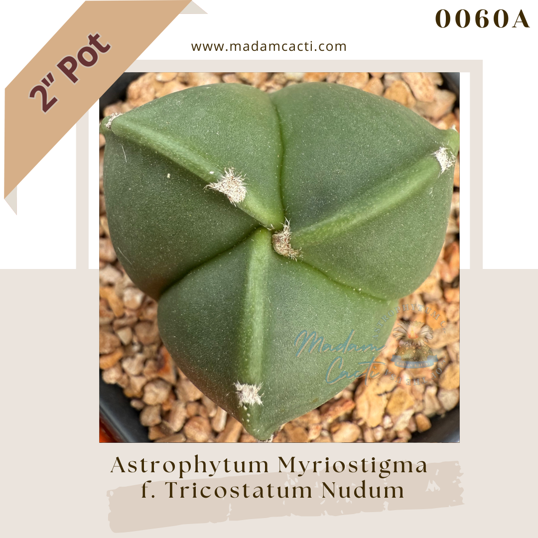0060A – Astrophytum Myriostigma Tricostatum Nudum 2'' Pot