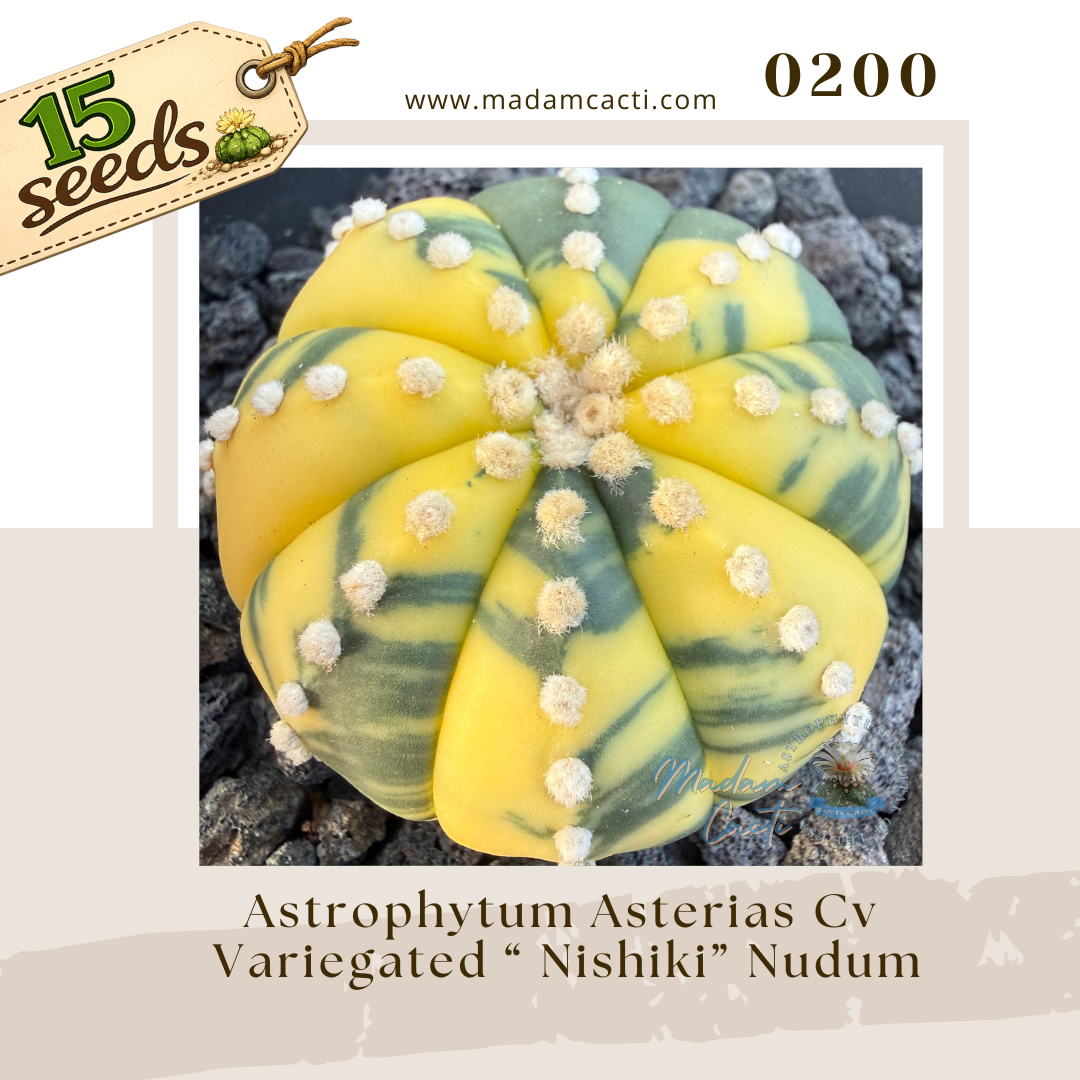 0200 – Astrophytum Asterias Cv. Variegated ‘Nishiki’ Nudum (15 Seeds)
