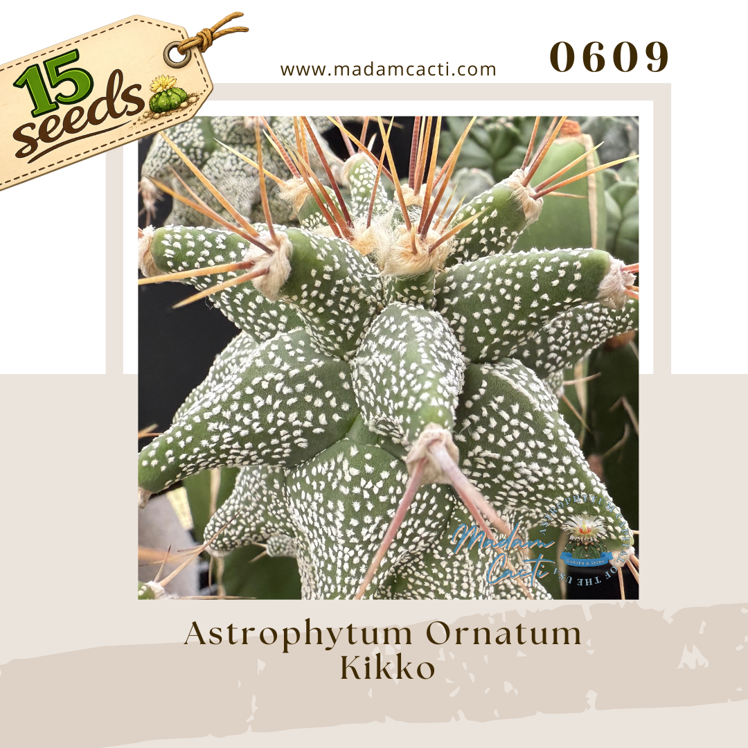 0609 – Astrophytum Ornatum Cv. Kikko (15 Seeds)