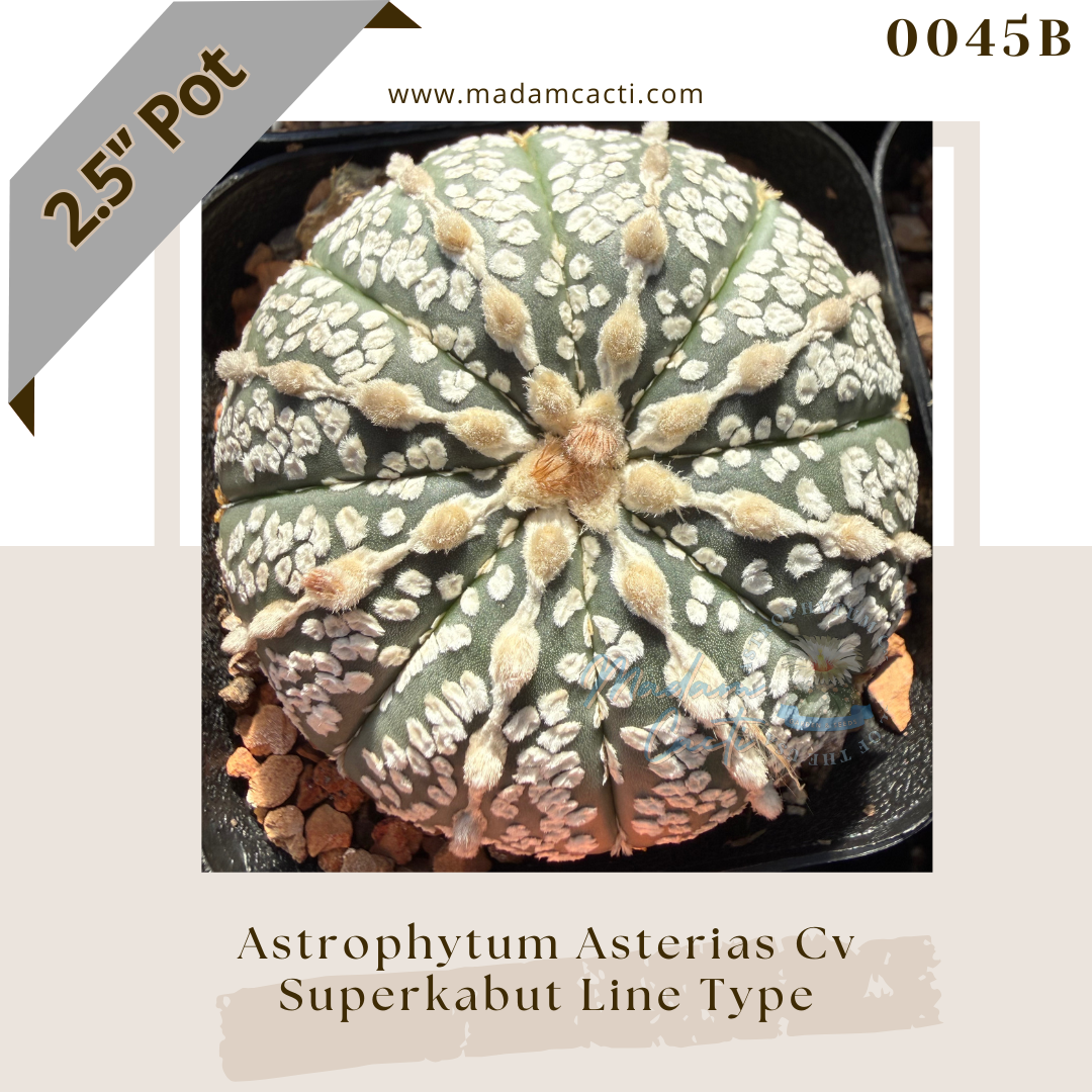 0045B – Astrophytum Asterias Linetype Superkabuto 2.5'' Pot