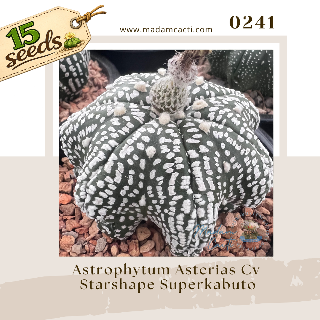 0241 – Astrophytum Asterias Cv. Starshape Superkabuto (15 Seeds)