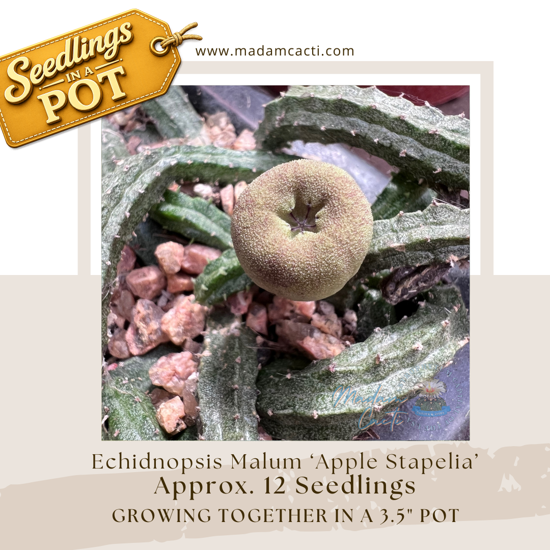 Echidnopsis Malum (Apple Stapelia) Seedlings in a Pot