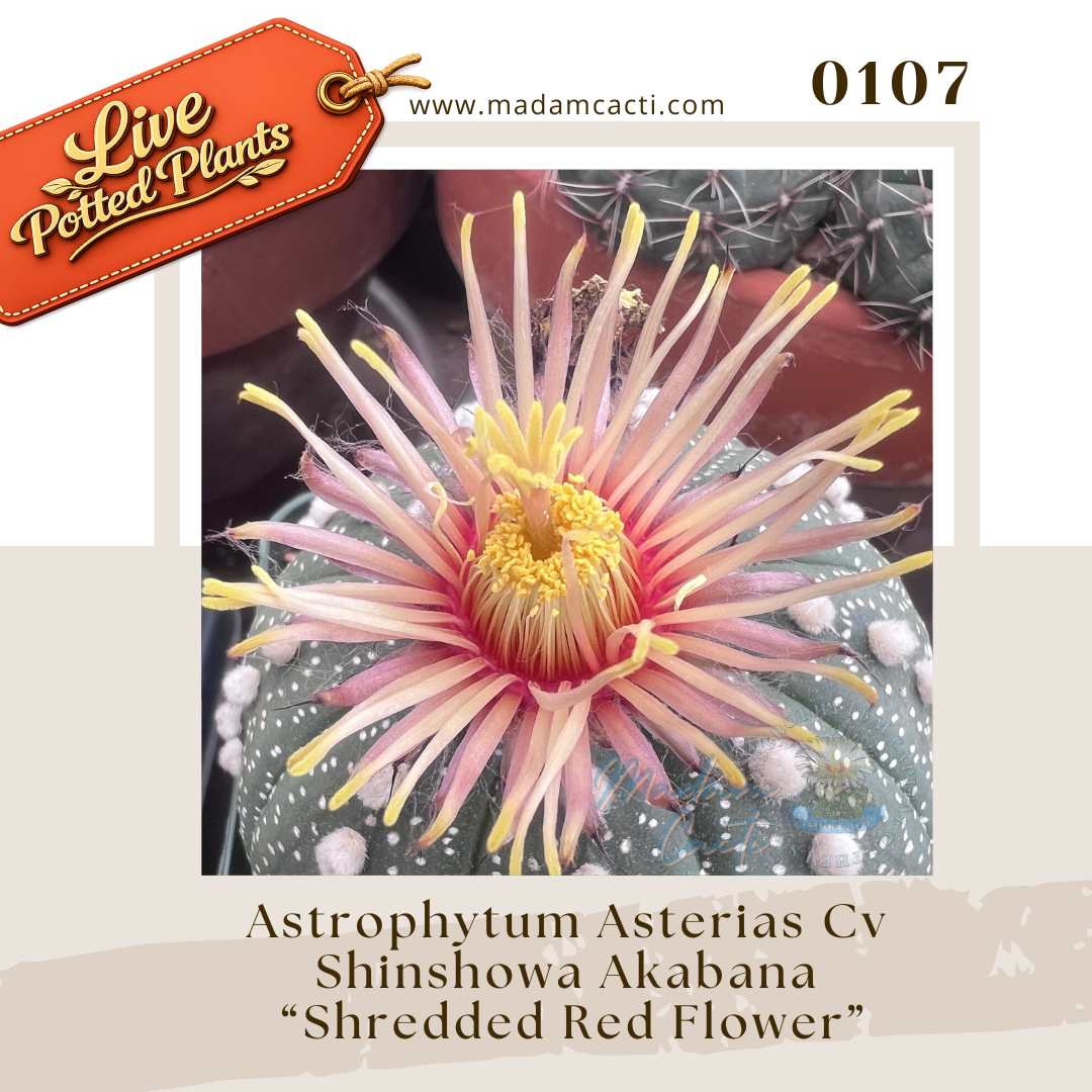 Asterias Live Plants (19).png