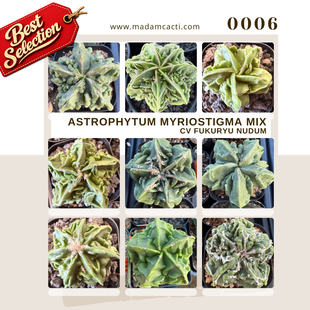 0006 – Astrophytum Myriostigma Cv. Fukuryu Nudum Seed Mix