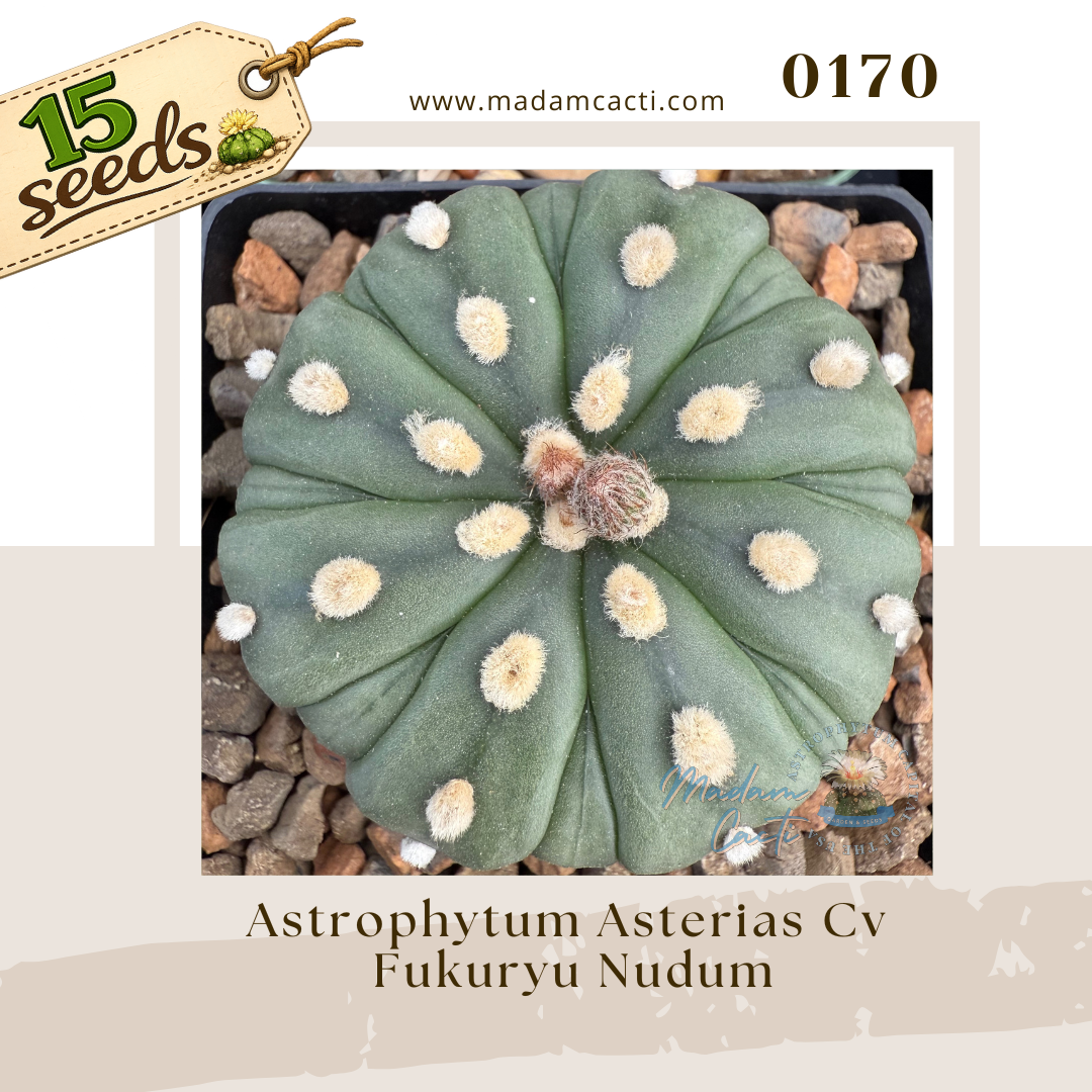 0170 – Astrophytum Asterias Cv. Fukuryu Nudum (15 Seeds)