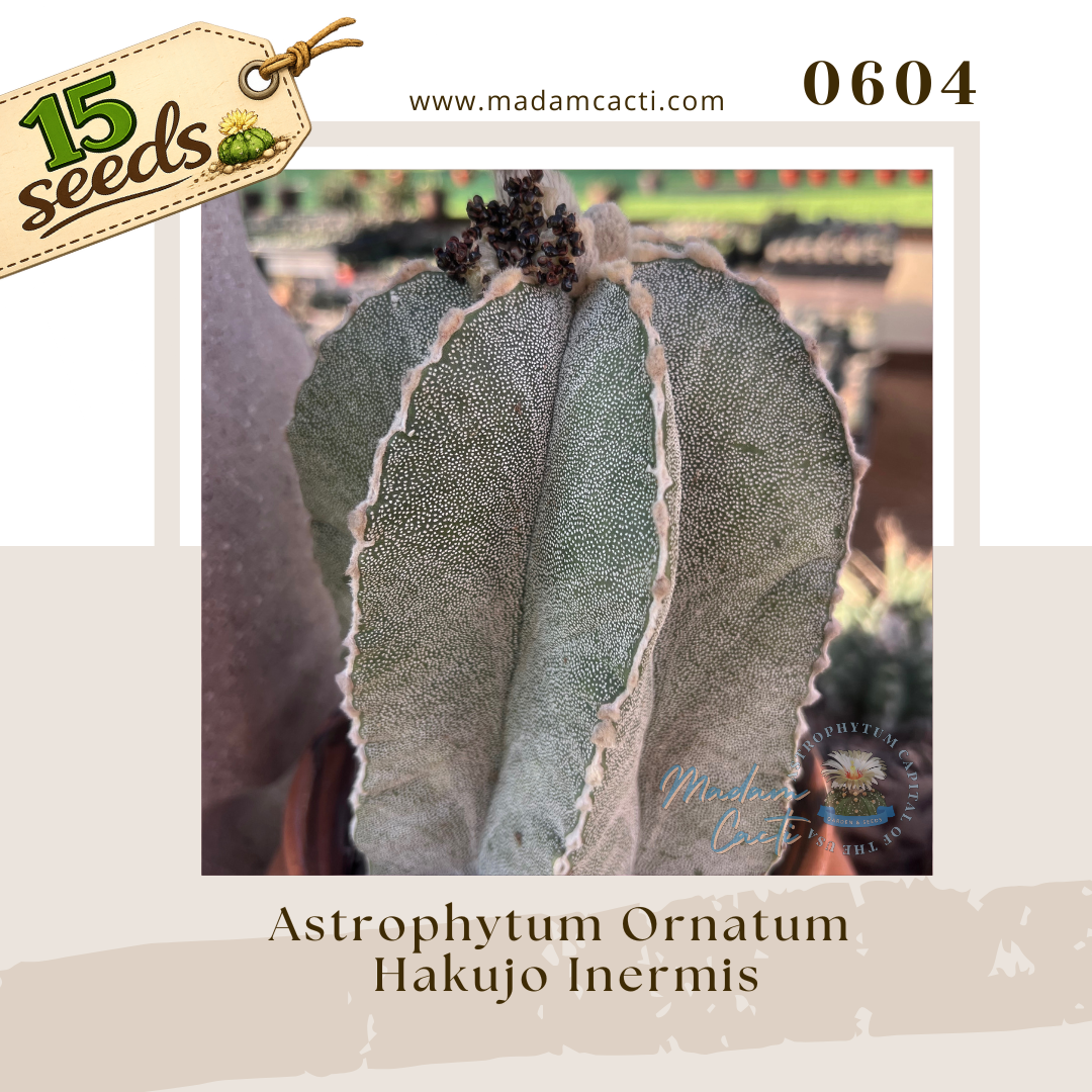 0604 – Astrophytum Ornatum Cv. Hakujo Inermis (15 Seeds)