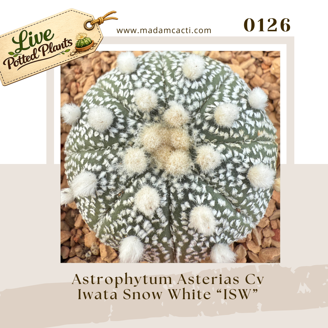 Asterias Live Plants.png