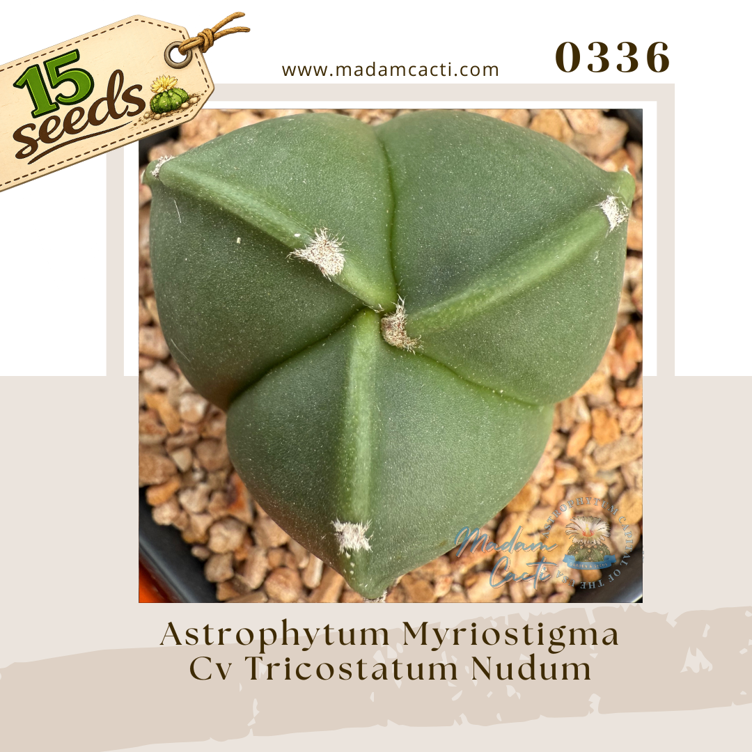 0336 – Astrophytum Myriostigma Cv. Tricostatum Nudum (15 Seeds)