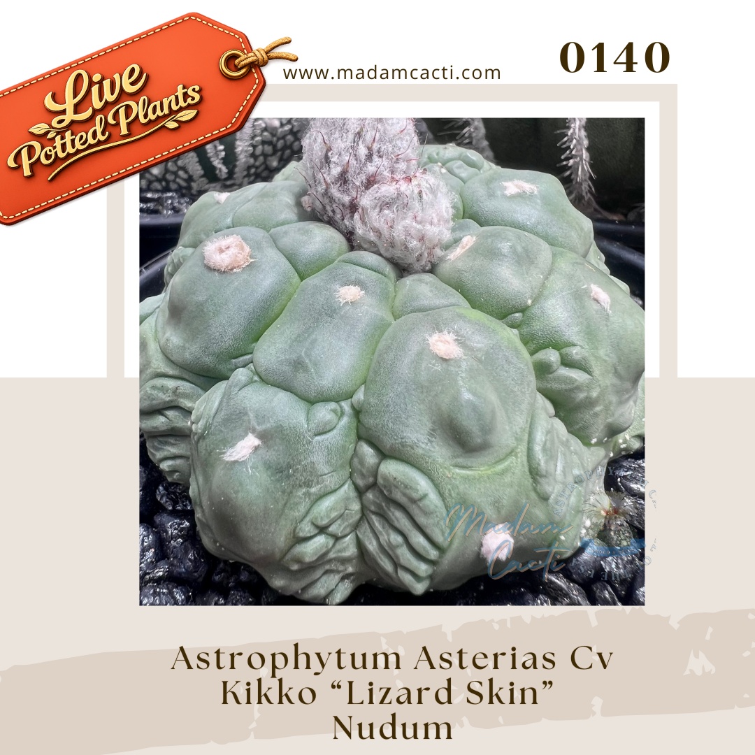 0140 – Astrophytum Asterias Cv. Kikko “Lizard Skin” Nudum