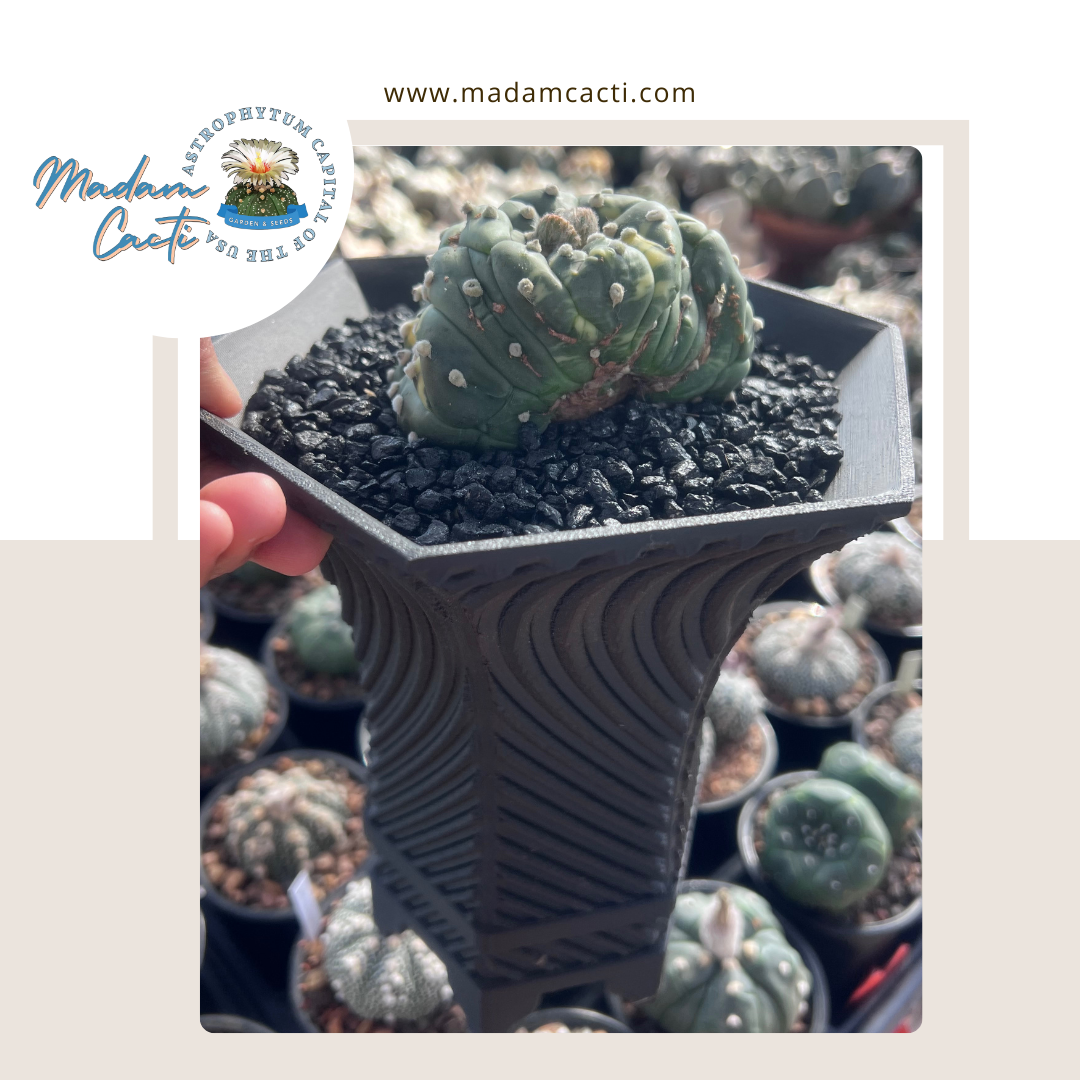 Astrophytum Asterias f. Dichotomous cv. Variegated Nishiki