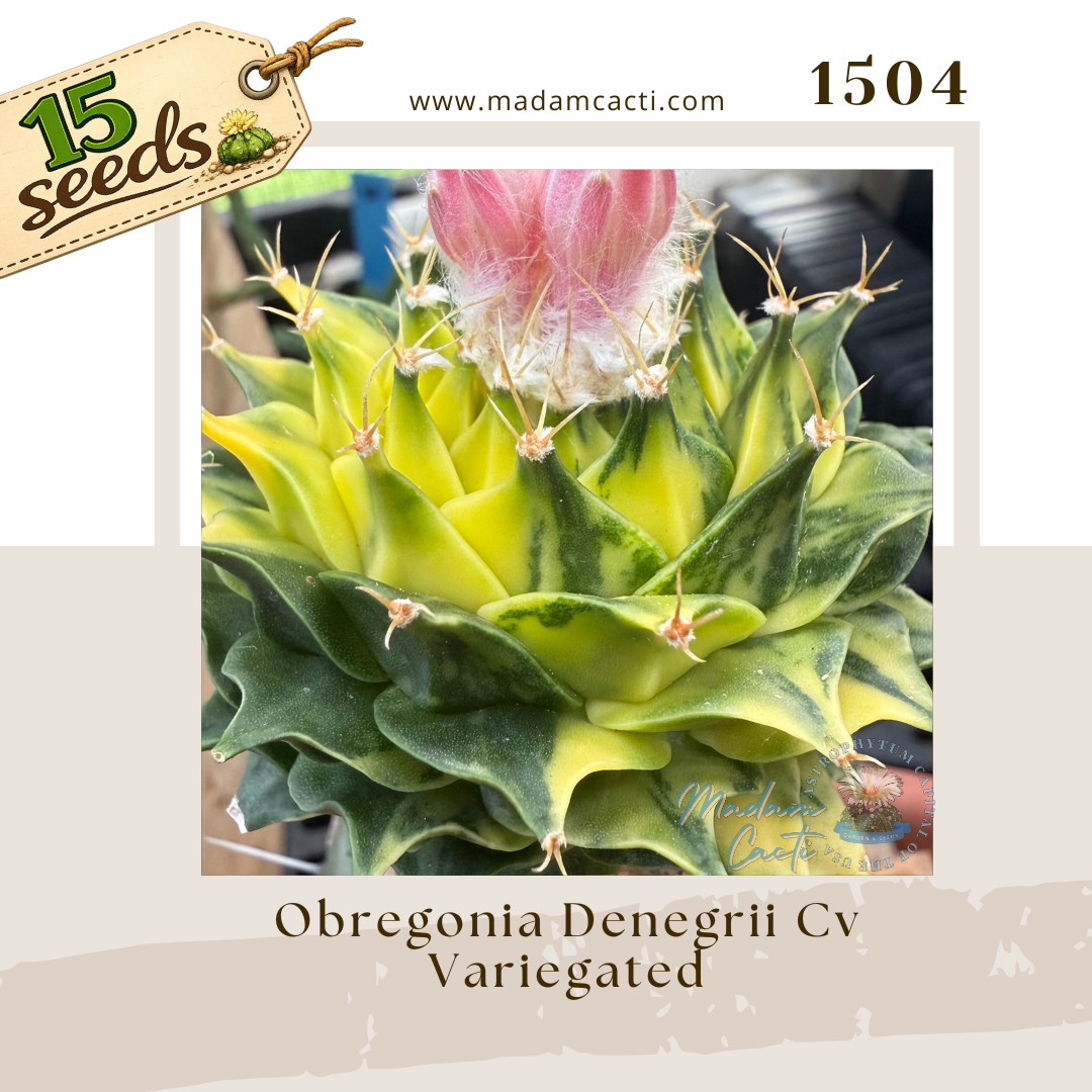 Seed Listing Other Rarities (1).png