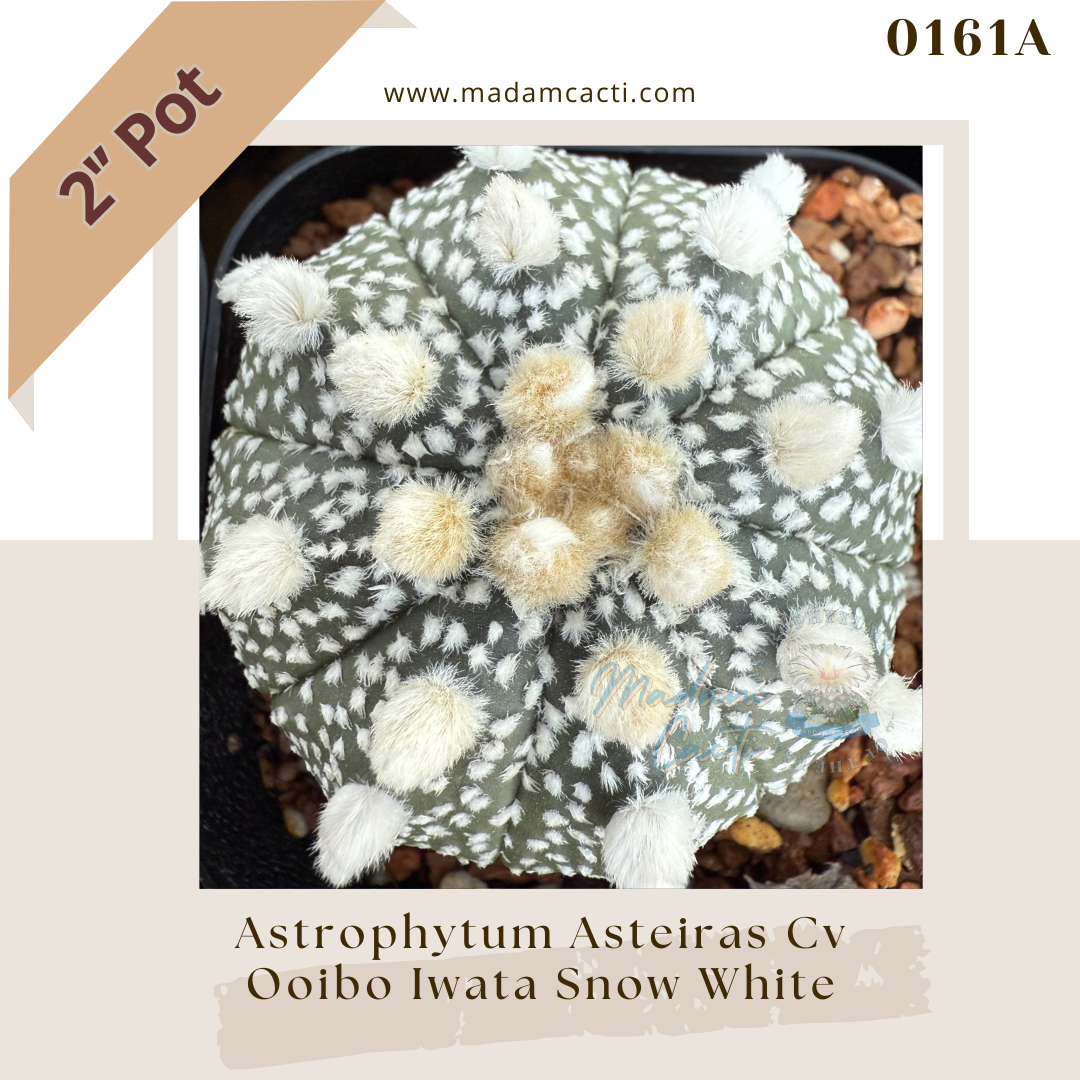 0161A – Astrophytum Asterias Ooibo Iwata Snow White 2'' Pot