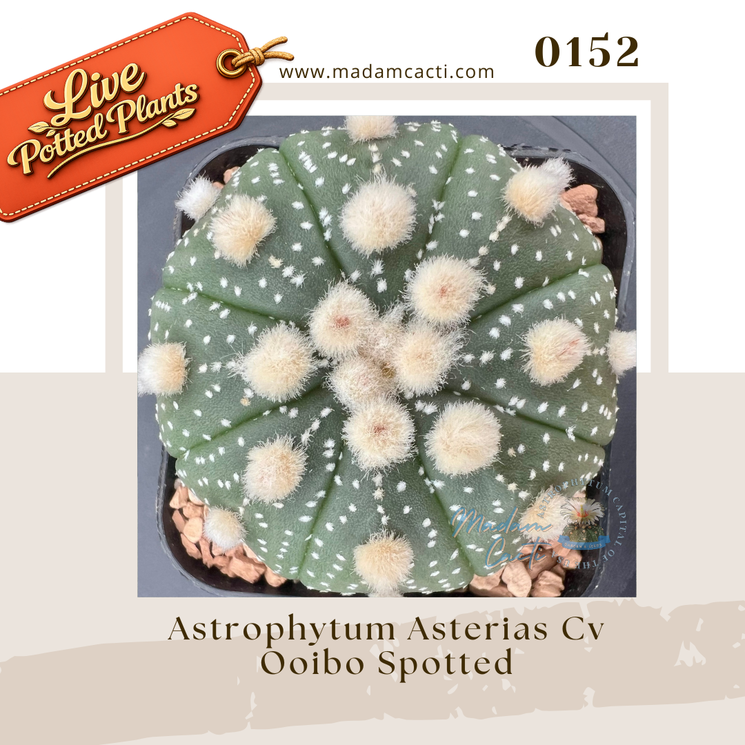0152 – Astrophytum Asterias Cv Ooibo Spotted